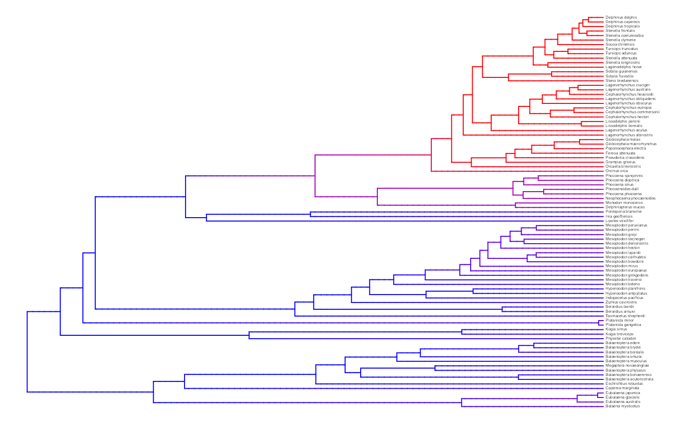 A two-rate class MiSSE analysis and reconstruction of the cetacean phylogeny of Steeman et al. (2009) shows a clear increase in the net diversification rate within the Delphinidae (dolphins) relative to all other cetaceans; there also seems to be a slightly elevated rates in the sister group of Delphinidae, the Monodontidae+Phocenidae. Overall, this particular MiSSE model seems to correctly identify the source of 'trait-independent' diversification that can plague BiSSE analyses of simulated data sets on the cetacean tree (see Rabosky and Goldberg, 2015).